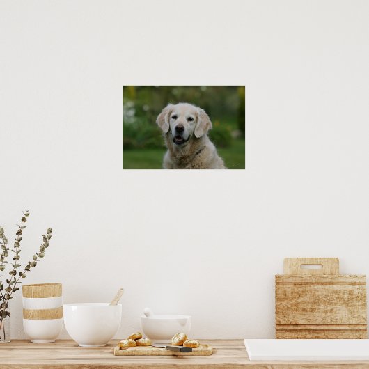 Golden Retriever Headshot 2 Poster (Küche)