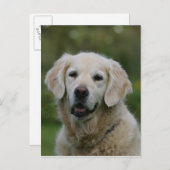 Golden Retriever Headshot 2 Postkarte (Vorne/Hinten)