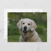 Golden Retriever Headshot 2 Postkarte (Vorne/Hinten)