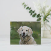 Golden Retriever Headshot 2 Postkarte (Stehend Vorderseite)