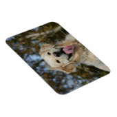 Golden Retriever Headshot 3 Magnet (Rechte Seite)