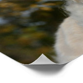 Golden Retriever Headshot 3 Poster (Ecke)