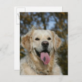 Golden Retriever Headshot 3 Postkarte (Vorne/Hinten)