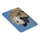Golden Retriever Headshot 4 Magnet (Rechte Seite)