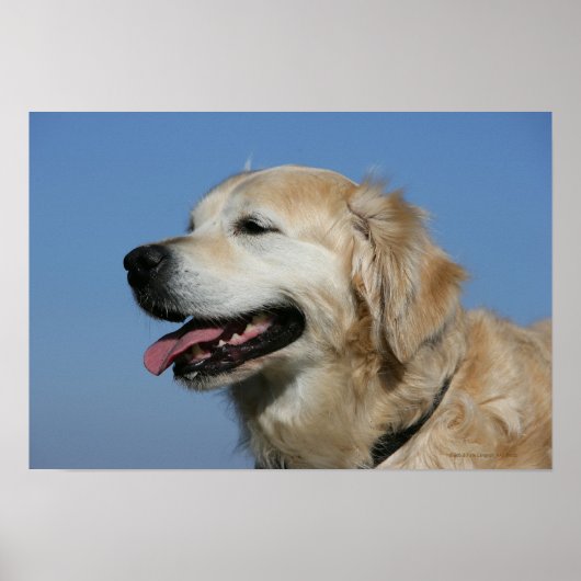 Golden Retriever Headshot 4 Poster (Vorne)