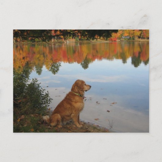 Golden Retriever Herbst am See Postkarte (Vorderseite)