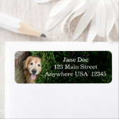 Golden Retriever hinter einem Lächeln (Insitu)