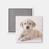 Golden Retriever hinunter Magnet (Vorderseite/Rückseite)