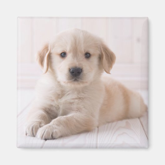 Golden Retriever hinunter Magnet (Vorne)