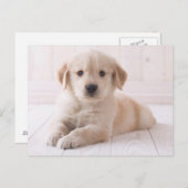 Golden Retriever hinunter Postkarte (Vorne/Hinten)