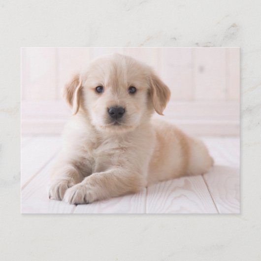 Golden Retriever hinunter Postkarte (Vorderseite)