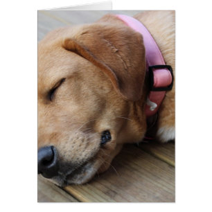 Golden retriever-Hund #4