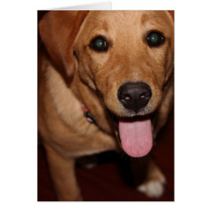 Golden retriever-Hund #5