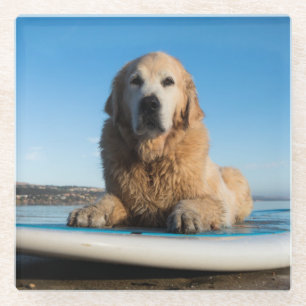 Golden retriever-Hund, der auf ein Paddel-Brett Glasuntersetzer