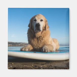 Golden retriever-Hund, der auf ein Paddel-Brett Magnet