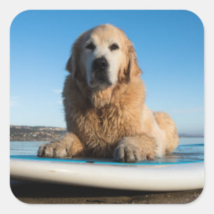Golden retriever-Hund, der auf ein Paddel-Brett Quadratischer Aufkleber