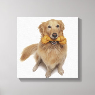 Golden Retriever Hund, der Knochen im Mund hält Leinwanddruck