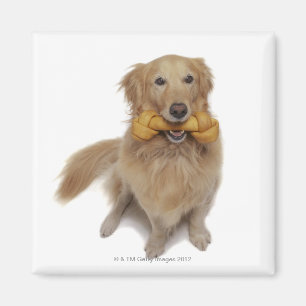Golden retriever-Hund, der Knochen im Mund hält Magnet