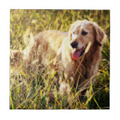 Golden Retriever Hund Fliese (Vorderseite)