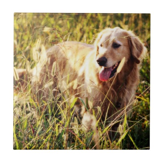 Golden Retriever Hund Fliese (Vorderseite)
