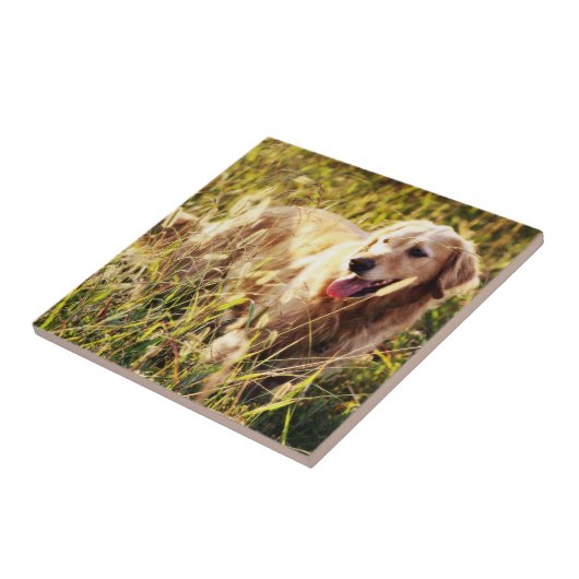 Golden Retriever Hund Fliese (Seite)