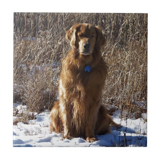 Golden retriever-Hund Fliese (Vorderseite)