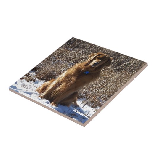 Golden retriever-Hund Fliese (Seite)