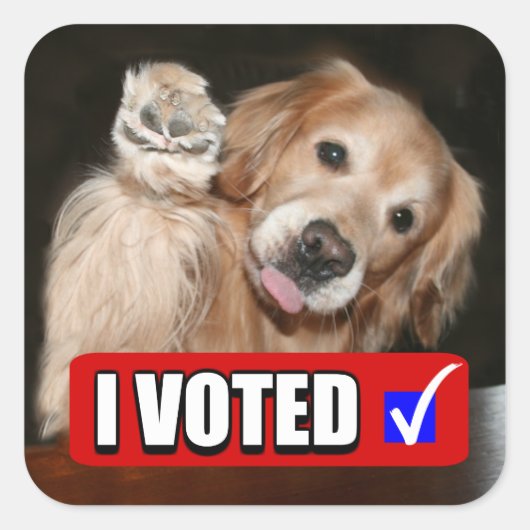 Golden Retriever Hund I Voted Election Day Quadratischer Aufkleber (Vorderseite)