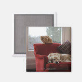 Golden Retriever Hund mit Ingwerkatze Magnet (Vorderseite/Rückseite)