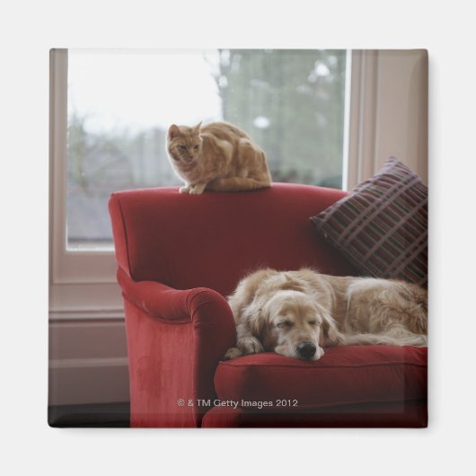 Golden Retriever Hund mit Ingwerkatze Magnet (Vorne)