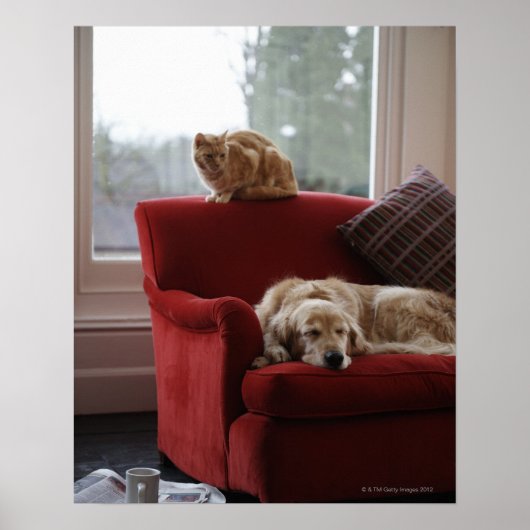 Golden Retriever Hund mit Ingwerkatze Poster (Vorne)