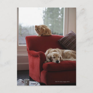 Golden Retriever Hund mit Ingwerkatze Postkarte