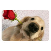 Golden Retriever Hund mit Rote Rose Magnet (Horizontal)