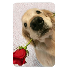 Golden Retriever Hund mit Rote Rose Magnet