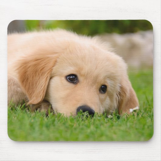 Golden Retriever Hund Niedliche Welpe Dreaming, Mousepad (Vorne)