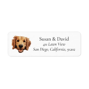 Golden Retriever Hunde Rasse Heimtiere Liebhaber