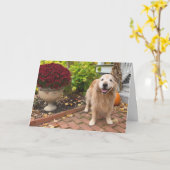 Golden Retriever Hunde und Fall Landschaft Ernteda Karte (Gelbe Blume)