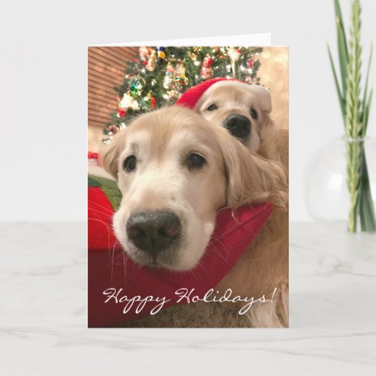 Golden Retriever Hunde Weihnachten (Vorderseite)