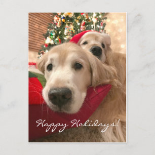 Golden Retriever Hunde Weihnachten