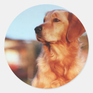 Golden Retriever Hundeaufkleber Runder Aufkleber