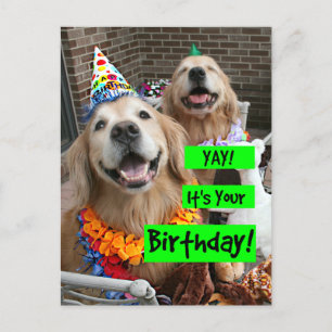 Golden Retriever Hurra Zum Geburtstag Postkarte