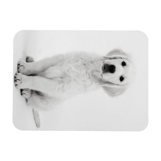 Golden Retriever i Magnet (Horizontal)