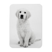 Golden Retriever i Magnet (Vertikal)