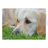 Golden Retriever im Gras (Vorderseite (Horizontal))