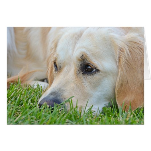Golden Retriever im Gras (Vorderseite (Horizontal))