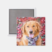 Golden Retriever im Locarno Magnet (Vorderseite/Rückseite)