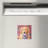 Golden Retriever im Locarno Magnet (In Situ (Geschirrspüler))