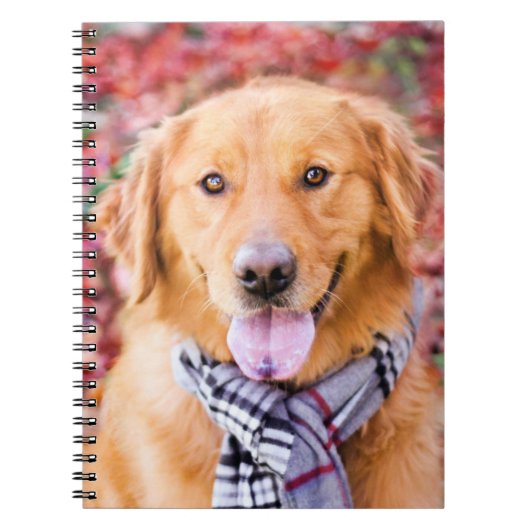 Golden Retriever im Locarno Notizblock (Vorderseite)