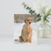 Golden Retriever im Schnee Postkarte (Stehend Vorderseite)