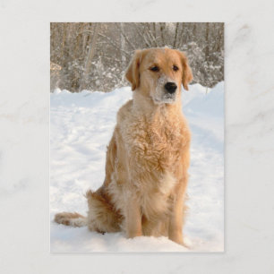 Golden Retriever im Schnee Postkarte